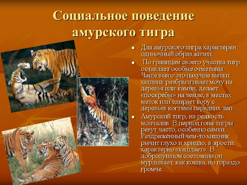 Социальное поведение  амурского тигра Для амурского тигра характерен одиночный образ жизни.  По